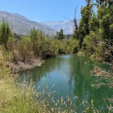 A mixta proyecto que crea nuevo Servicio Nacional Forestal