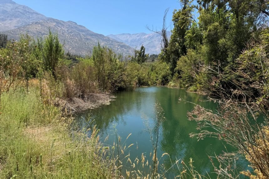 A mixta proyecto que crea nuevo Servicio Nacional Forestal